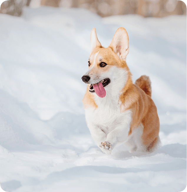 A corgi joyfully running through snow